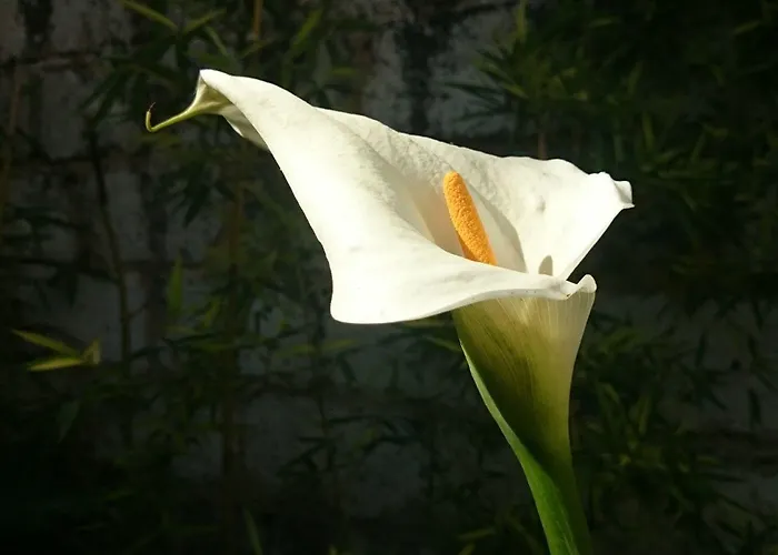 Le Clos Chez Michel Bed & Breakfast