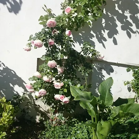 Le Clos Chez Michel Bed & Breakfast Montpellier