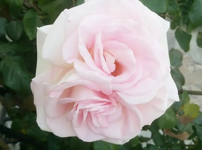 Le Clos Chez Michel مونبيلييه