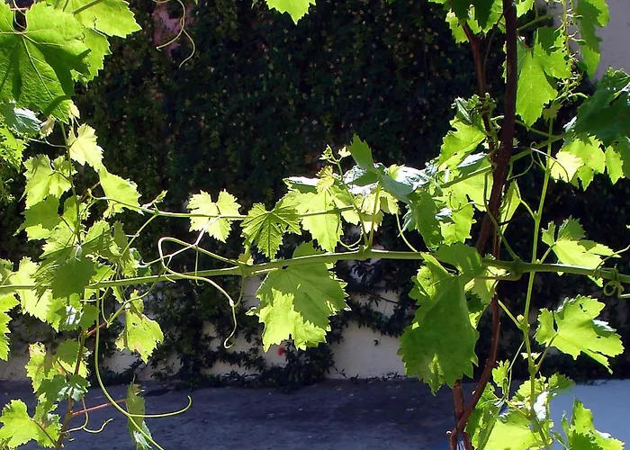 Oda ve Kahvaltı Le Clos Chez Michel Montpellier