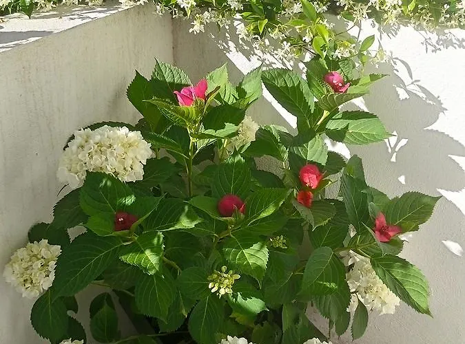 Le Clos Chez Michel فندق مبيت وإفطار